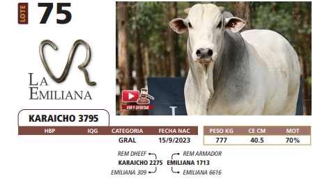 Lote LOTE 75