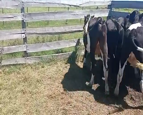Lote (Vendido)9 Novillos ANGUS Y CRUZA CON HOLANDO a remate en Entre Martillos 300kg -  en CARRETA QUEMADA