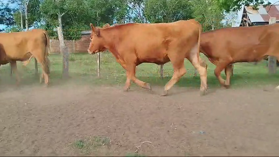 Lote 35 Novillos