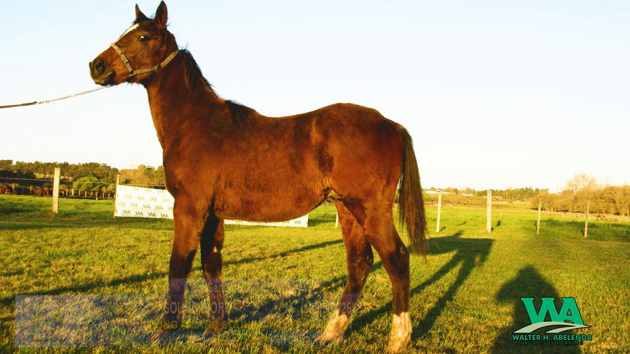 Lote SOUND D`ORO