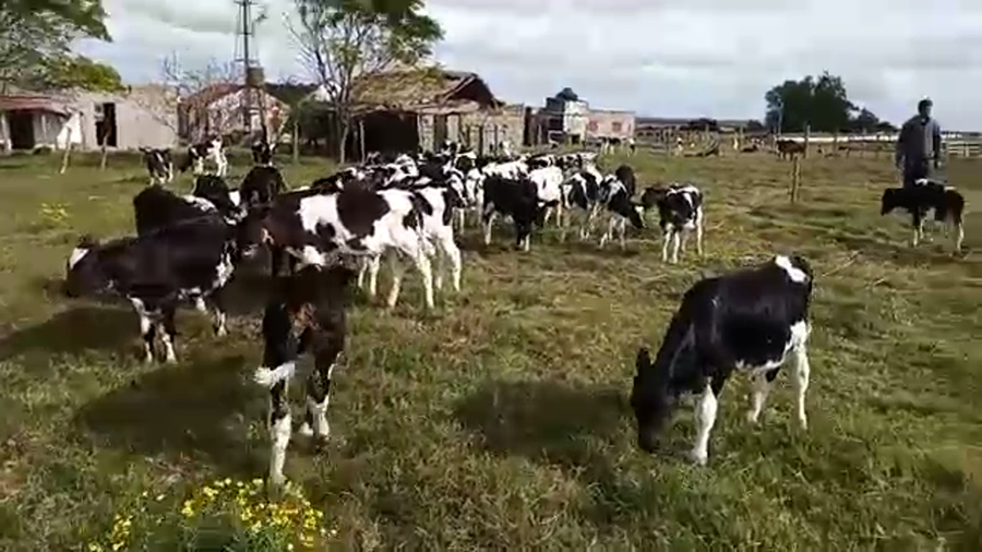 Lote (Vendido)50 Terneros HOLANDO a remate en Pantalla Camy Mayo - Desde La Cuenca 50kg - , San José