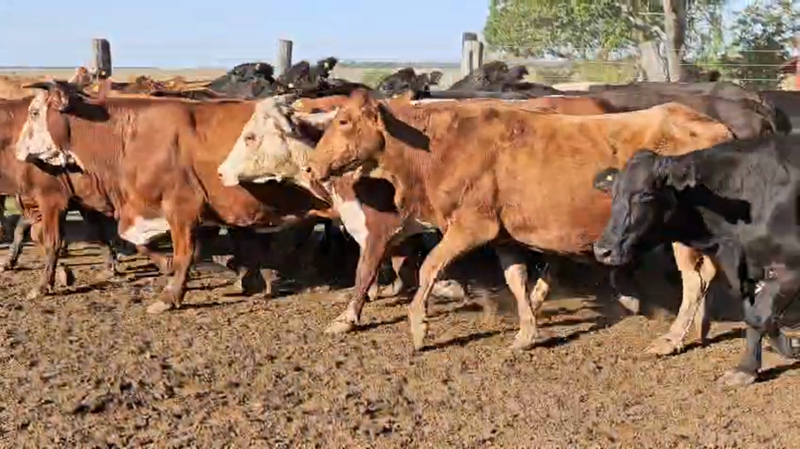 Lote 40 Vacas de invernar en Corrientes, San Luis del Palmar