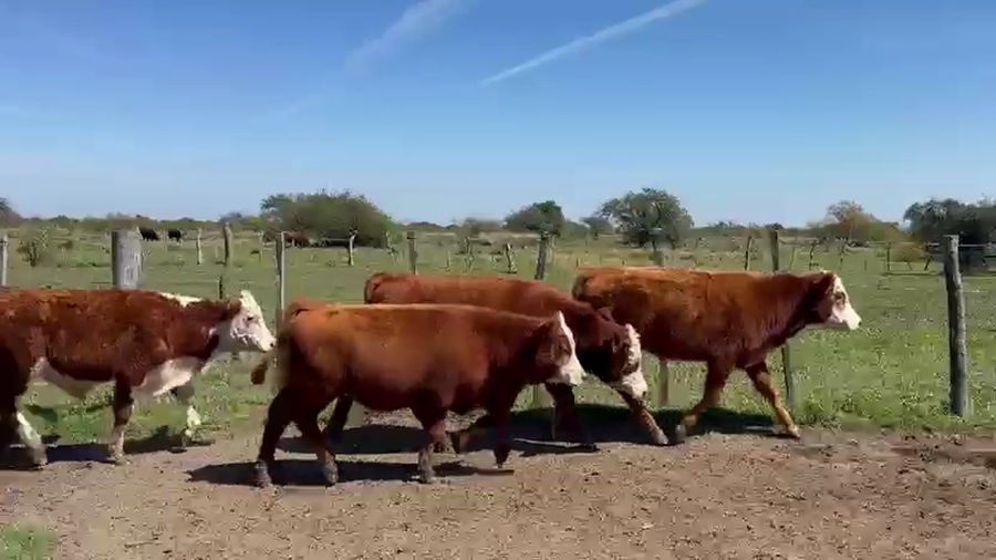 Lote 104 Terneros en Corrientes, Curuzu Cuatia