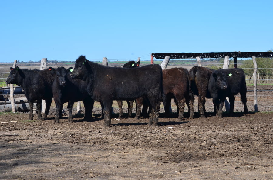 Lote VAQUILLONAS GENERALES PARA SERVICIO DE SERVIS S.A.