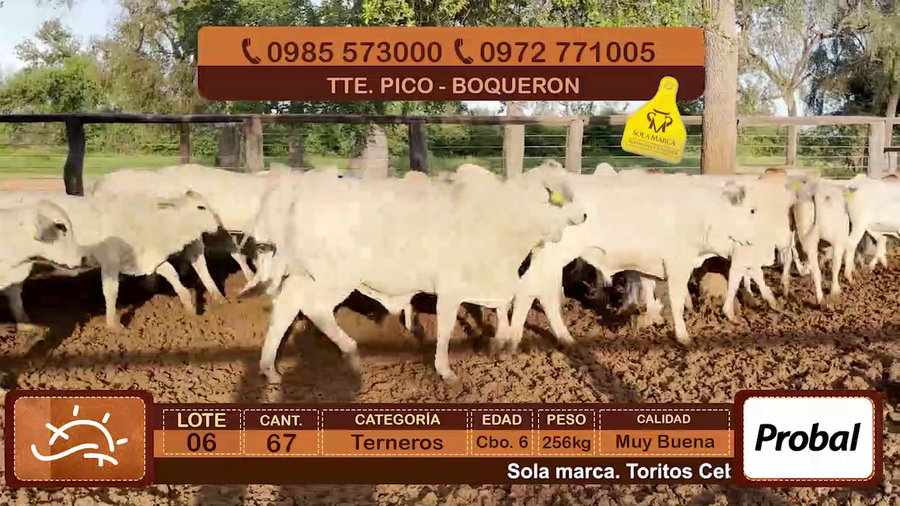Lote Terneros Cbo 6