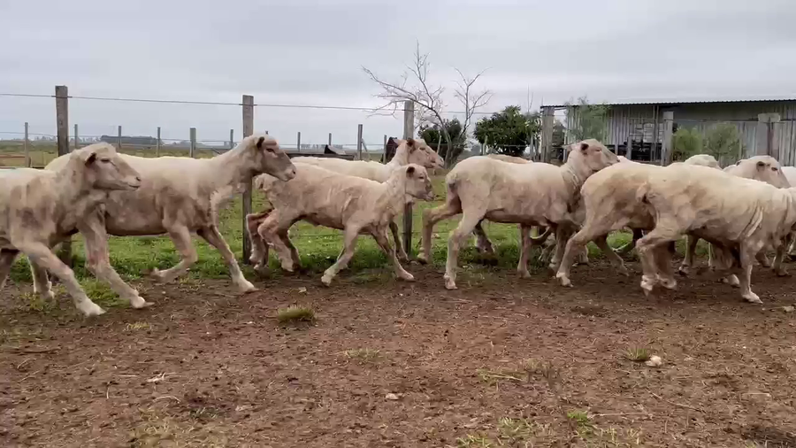 Lote OVEJAS