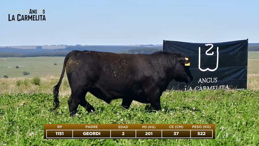 Lote RP 1151 - Angus La Carmelita