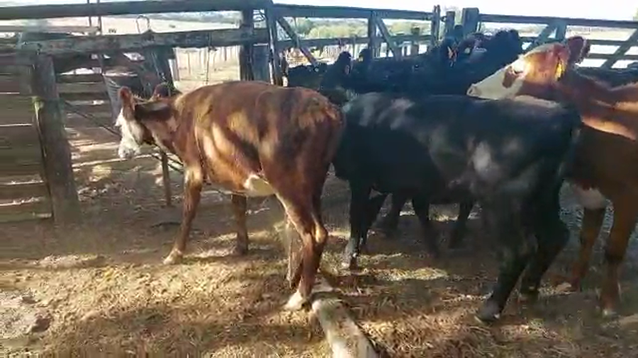 Lote 10 Terneras Angus y Hereford a remate en Pantalla Camy - Liquidación de Estancia en Libertad