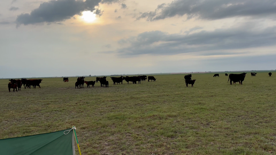 Lote 100 Terneros A TÉRMINO en Carhue