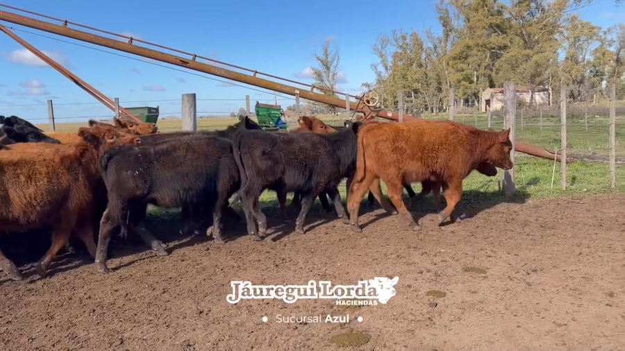Lote 23 Terneras