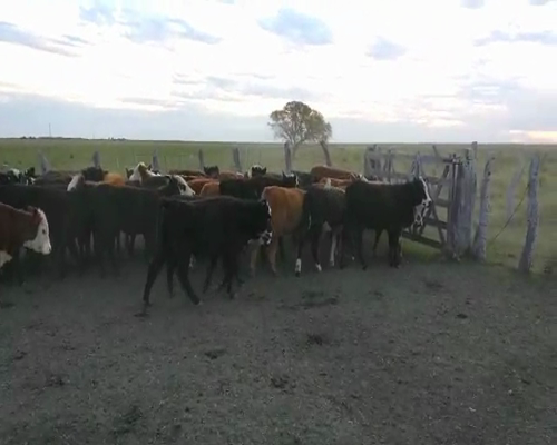 Lote 50 Terneros/as en Concordia, Entre Ríos