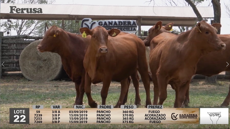 Lote Ganadera Santa Cecilia - Lote 22