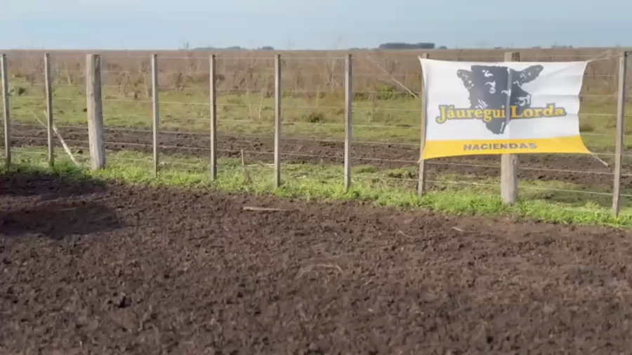 Lote 55 Terneras