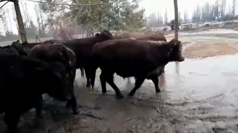 Lote 45 Novillo Gordo en Linares, VII  Región Maule