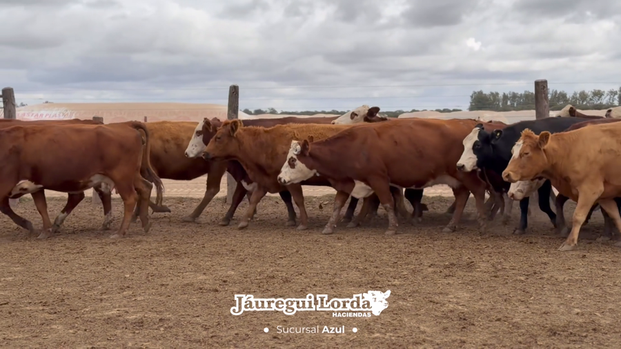 Lote 43 Vacas preñadas