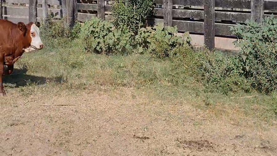 Lote 250 Terneros en Corrientes, Goya