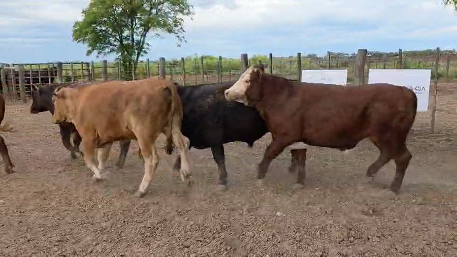 Lote 35 Novillo Exportacion UE HILTON