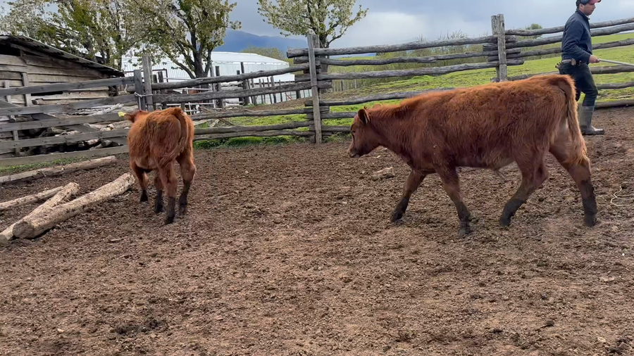 Lote 33 Ternero en Coyhaique, XI Región Aysén