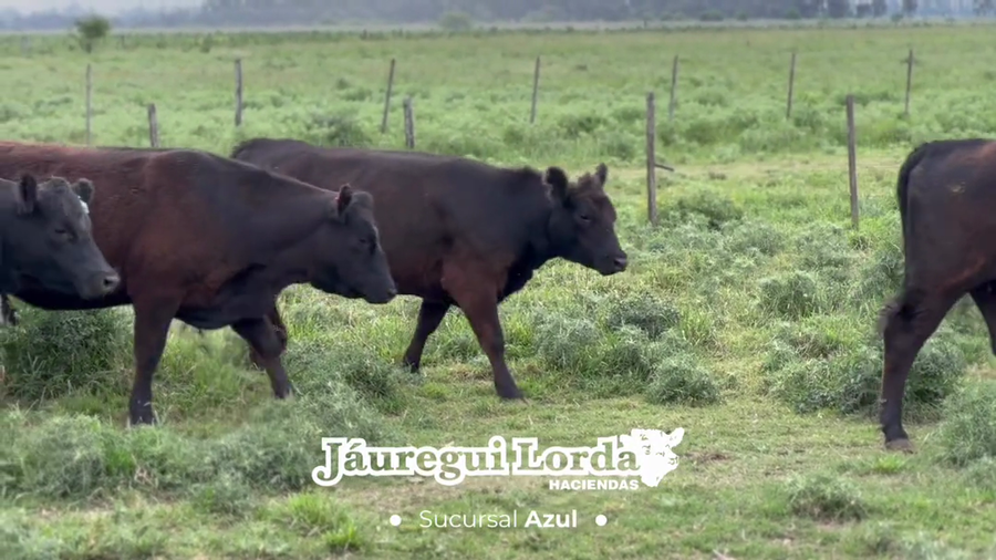 Lote 32 Vaquillonas preñadas