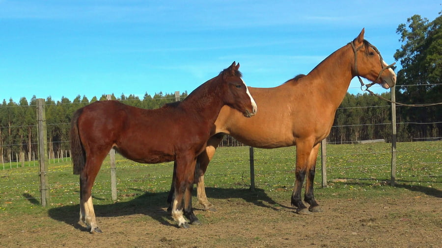 Lote CANARIA CHARRUA