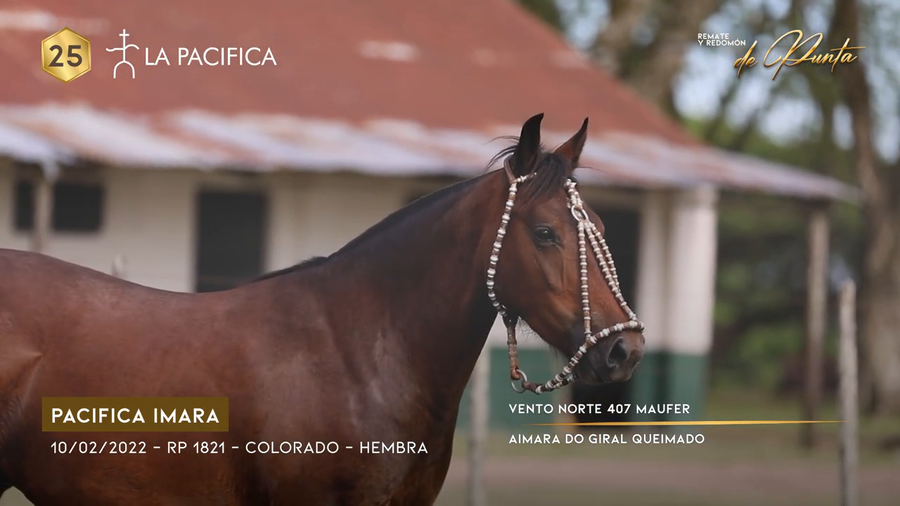 Lote PACIFICA IMARA