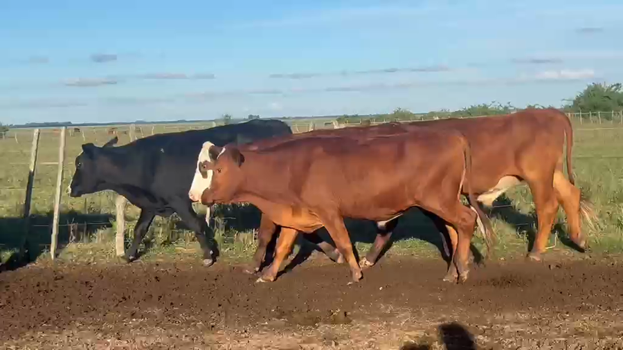 Lote 80 Novillos en Corrientes, Bella Vista