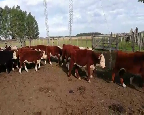 Lote 75 Terneros en Concordia, Entre Ríos