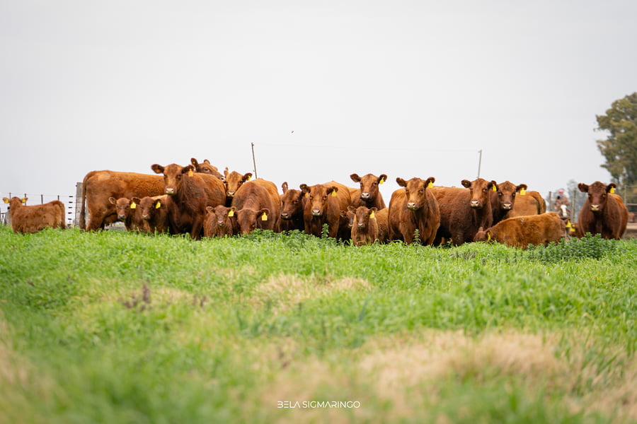 Lote VAQUILLONAS ANGUS COLORADAS PURAS CONTROLADAS PARIDAS