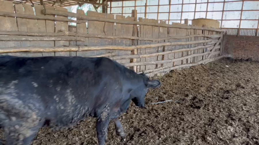 Lote 50 Novillo Engorda en San Carlos, XVI Región Ñuble