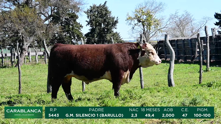 Lote Carablanca