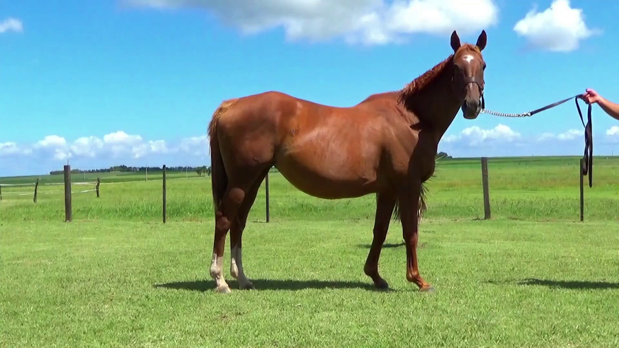 Lote MI DOCTORA (USA)