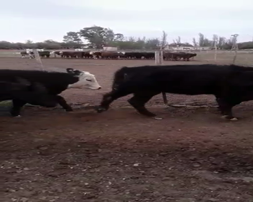 Lote 60 Terneras en Buenos Aires, Mayor Buratovich