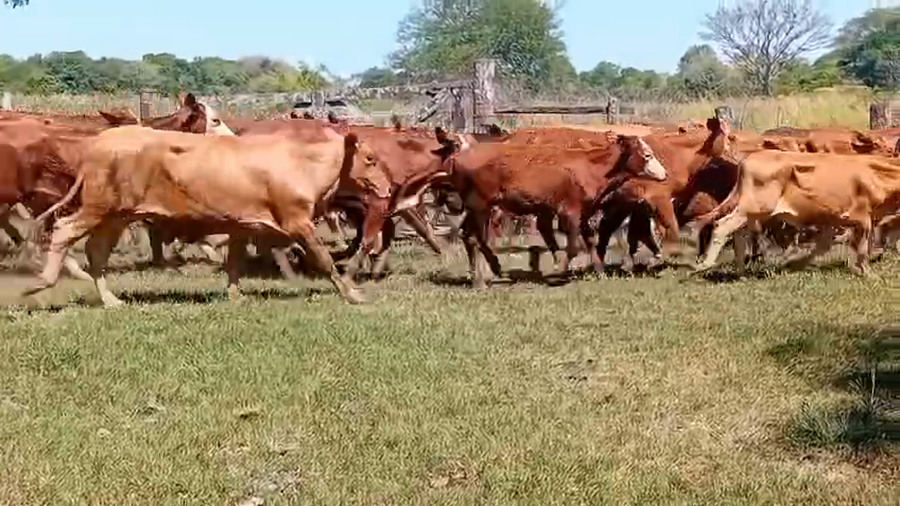 Lote 108 Terneros en Chaco, Laguna Blanca