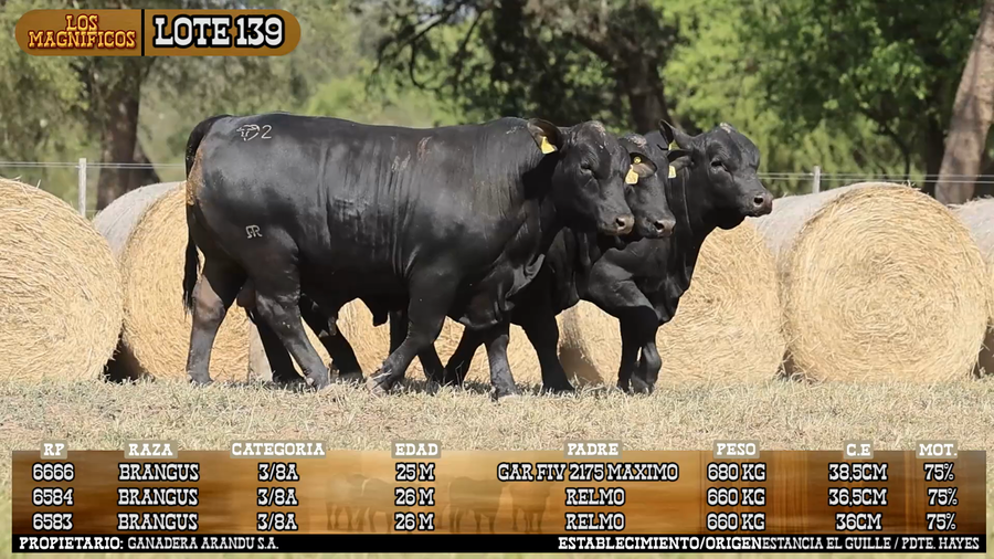 Lote LOTE 139 - VIVO