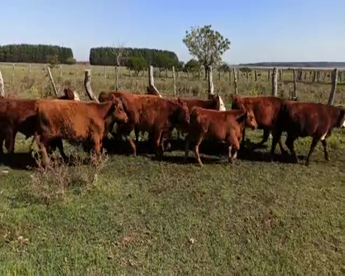 Lote 65 Terneros en San Salvador, Entre Ríos