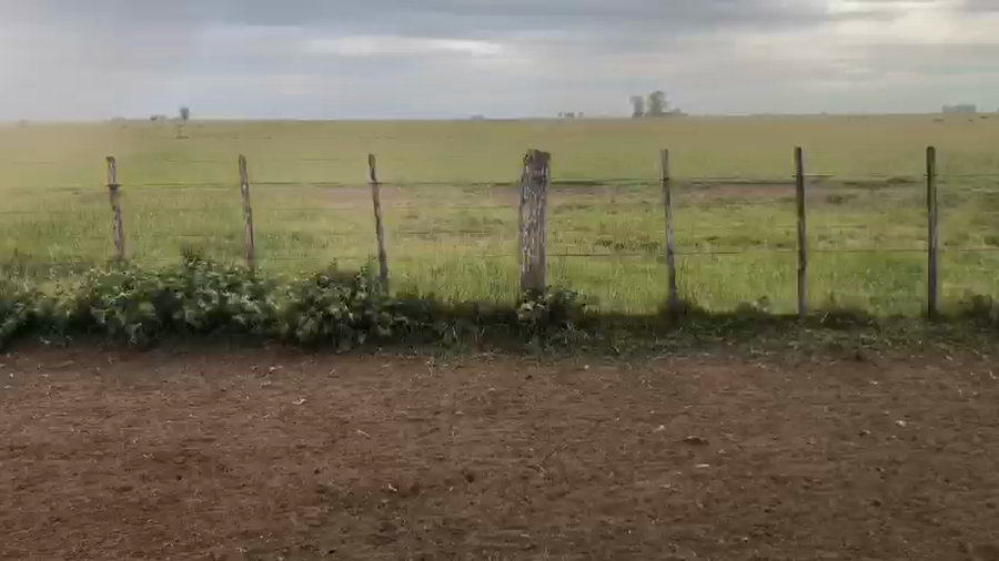 Lote 93 Terneros/as en Azul, Buenos Aires