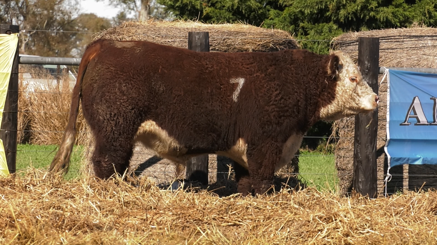 Lote TOROS P. HEREFORD PURO REGISTRADO