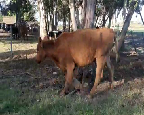 Lote 4 Piezas de cría ANGUS Y HOLANDO a remate en Pantalla Camy 350kg - , San José