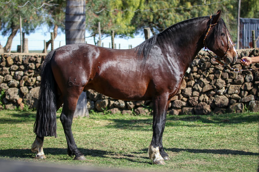 Lote Santa Ines Monarca