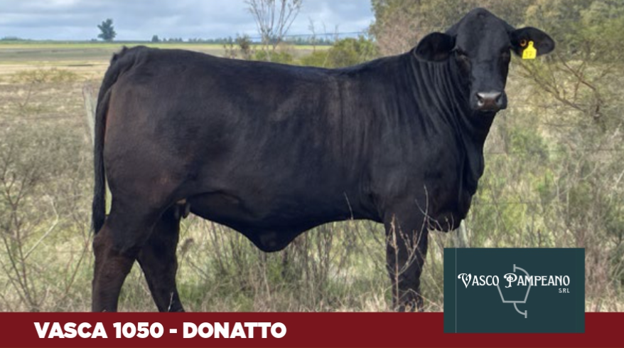 Lote Vasco Pampeano
