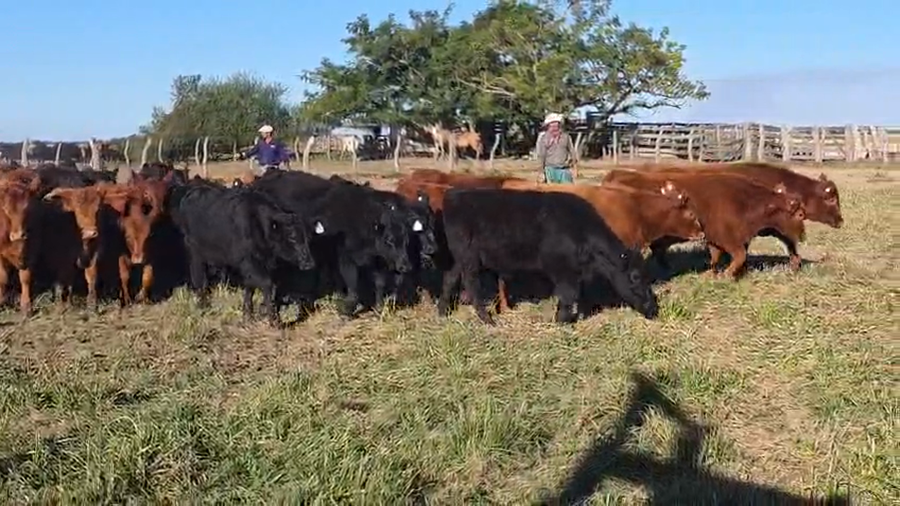 Lote 70 Terneros en Corrientes, Goya