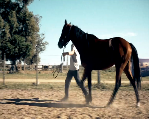 Lote ROOSTER DUNT IT