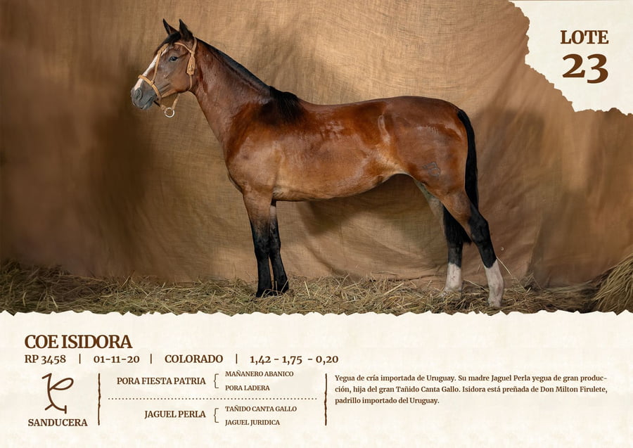 Lote COE ISIDORA