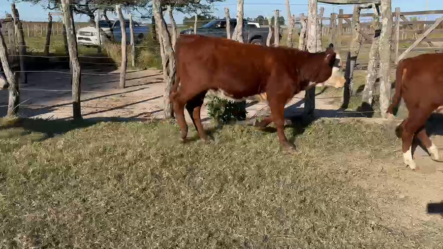 Lote 21 Terneros/as