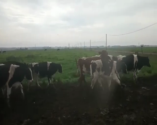 Lote 8 Terneros HOLANDO a remate en Pantalla Camy 160 - 180kg - , San José