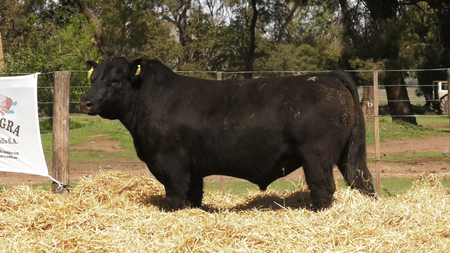 Lote TOROS PUROS CONTROLADOS