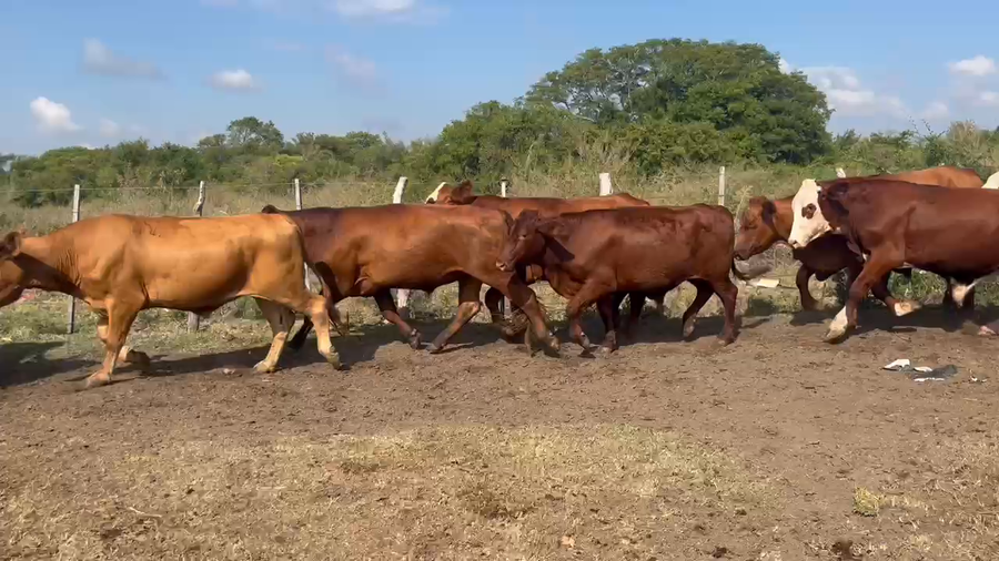 Lote 80 Novillos