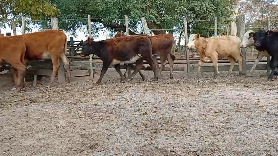Lote 20 Terneros/as en Corrientes, Paso de Los Libres