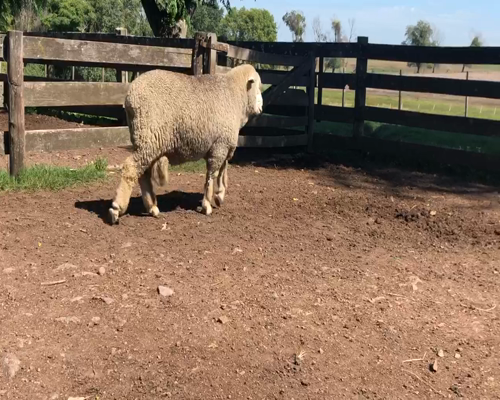 Lote 1 Borregos en Cerro Largo, Cerro Largo