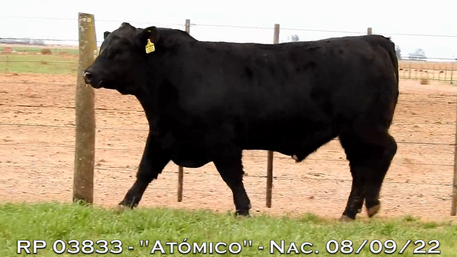 Lote TOROS PUROS DE PEDIGREE